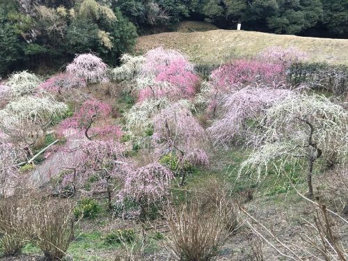 花庭園