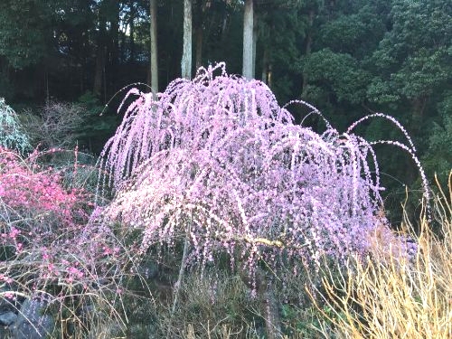 花庭園