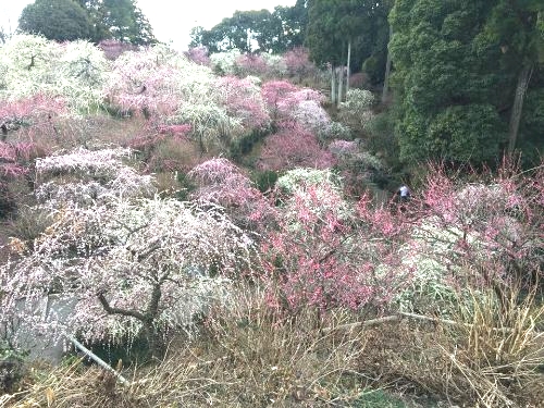 花庭園