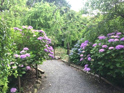 龍尾神社　紫陽花