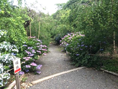 龍尾神社　紫陽花