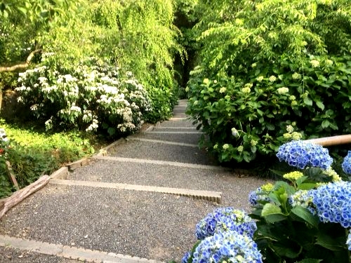 龍尾神社　紫陽花