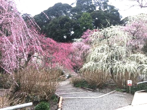 龍尾神社花庭園