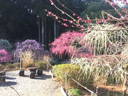 龍尾神社花庭園