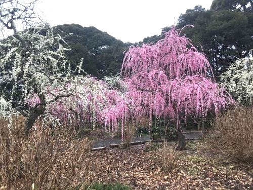 龍尾神社花庭園